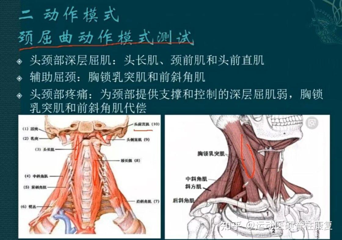 头颈部动静态异常分析8 - 知乎
