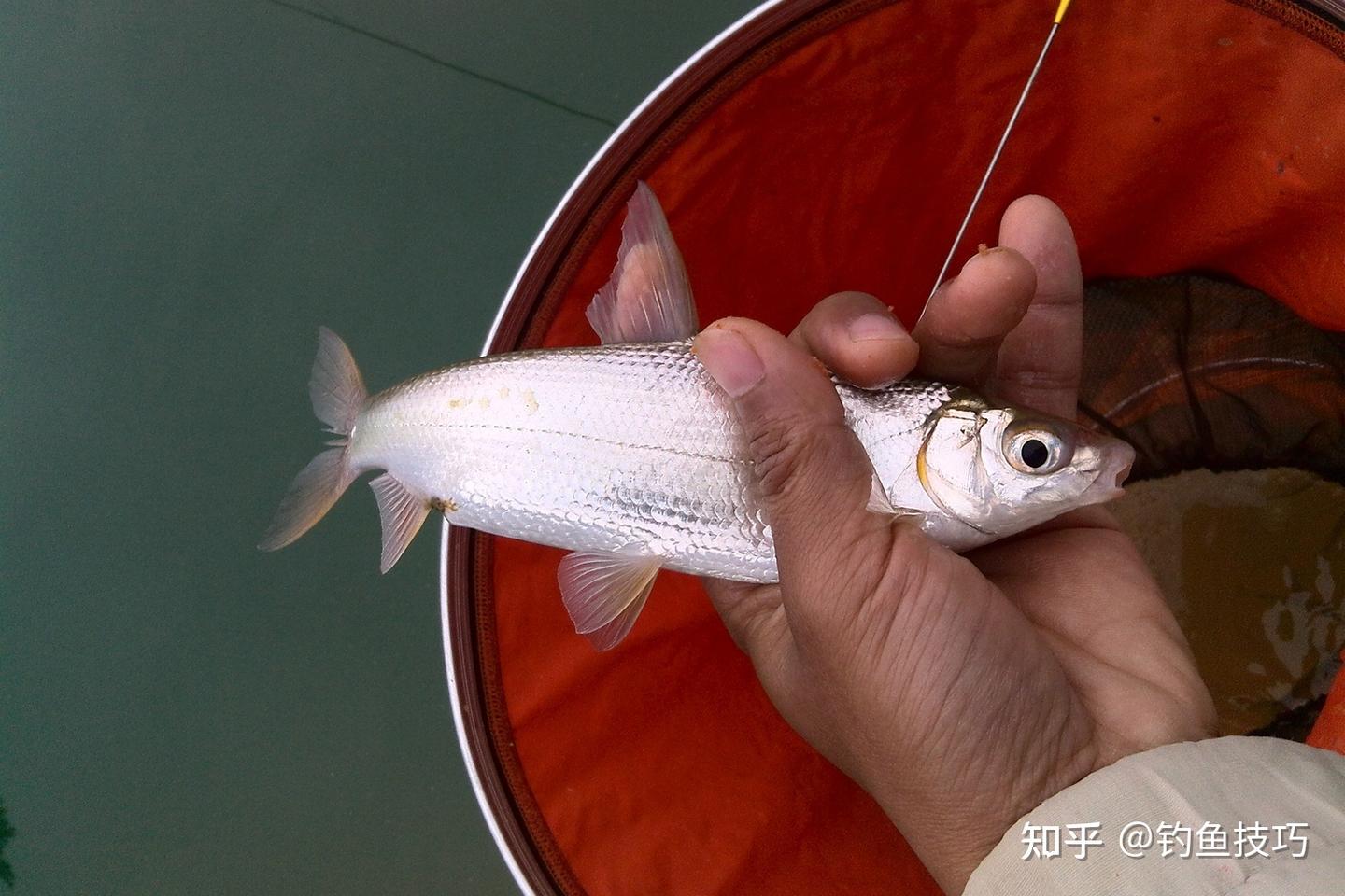 黄尾鱼最喜欢吃哪种味型的食物?黄尾鱼的摄食习性和垂钓方法 - 知乎