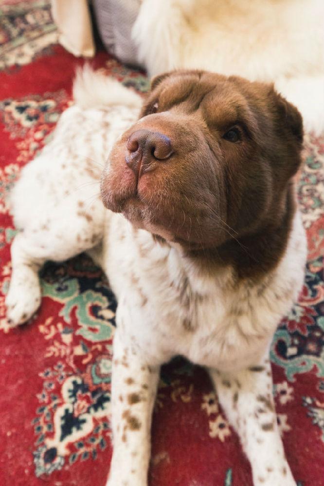 仿佛是熊和狗的混合体这只苦大仇深的沙皮狗子丑萌丑萌的67