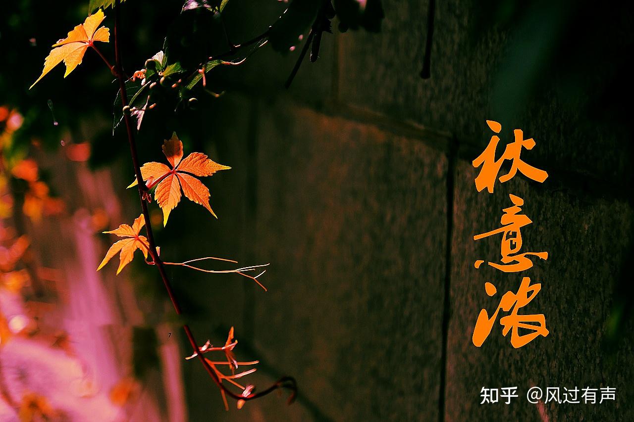 秋雨凄凉花溅泪,秋夜独思秋意浓 - 知乎