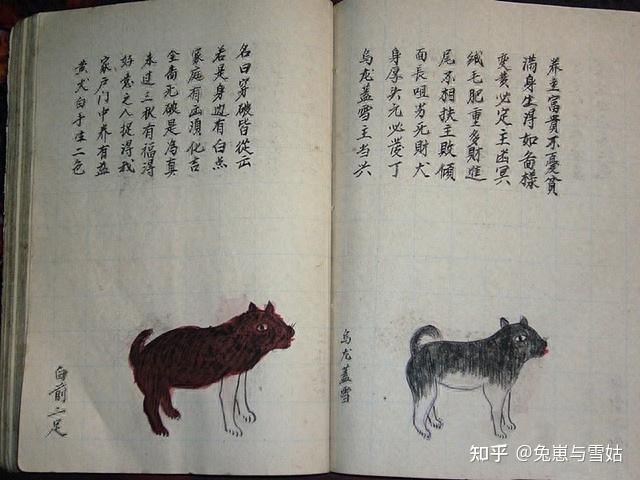 古籍相犬大全上百种中华田园犬花色赏析