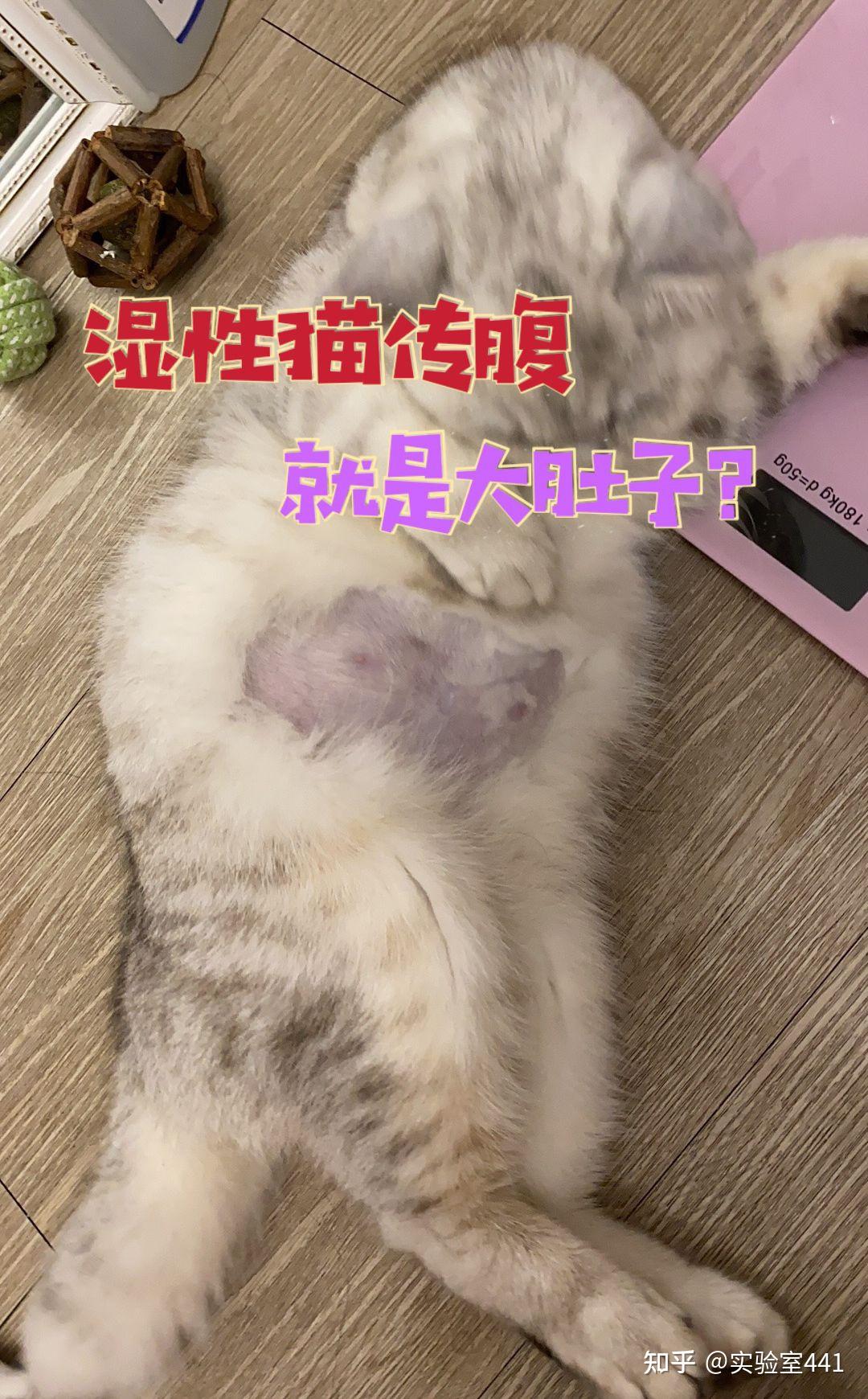 湿性猫传腹的水不止在肚子里其它地方也有