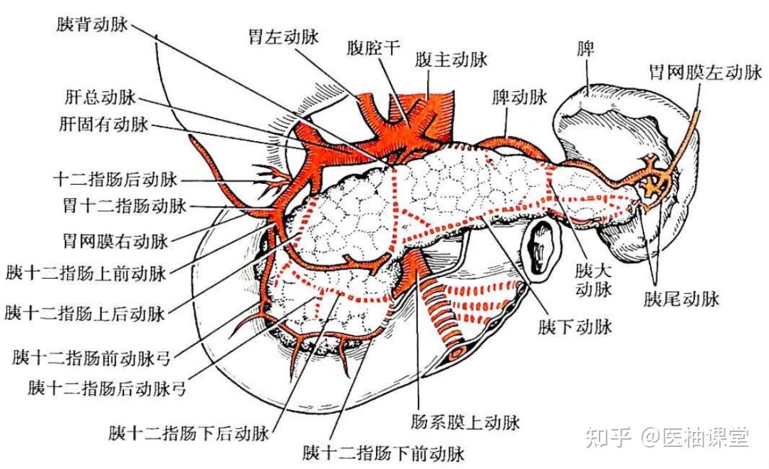局部解剖学 腹部——胰、脾、肝门静脉 - 知乎