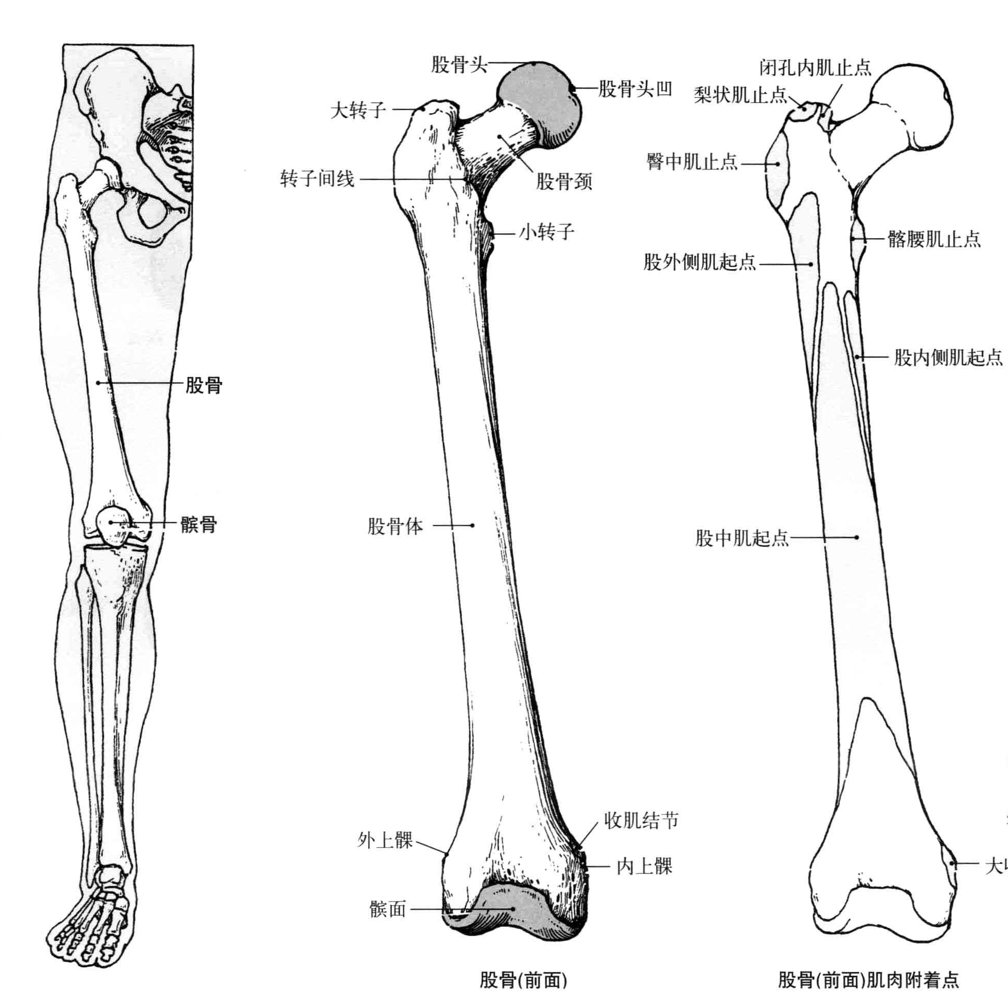 股骨解剖图详细解剖图-千图网