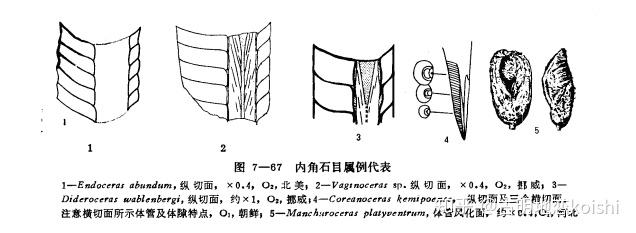内角石的化石标本.房角石复原.其实触手更可能是鹦鹉螺式.