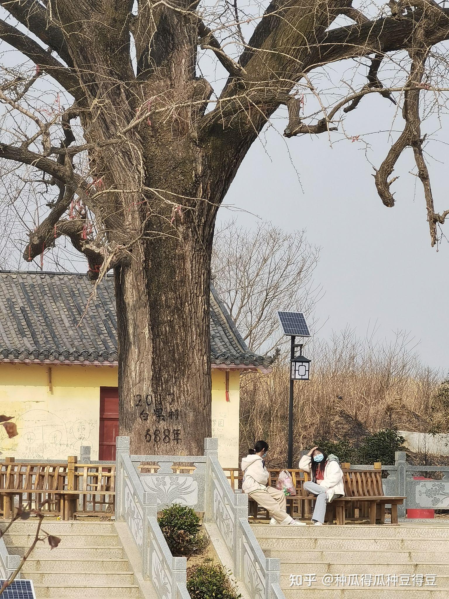 洋河镇银杏树688年