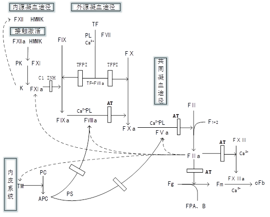 凝血因子瀑布学说图图片