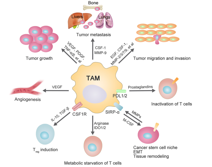 肿瘤细胞简图图片