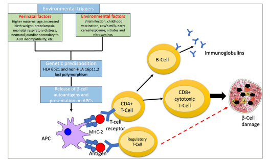 t1dm與自身免疫性發病機制