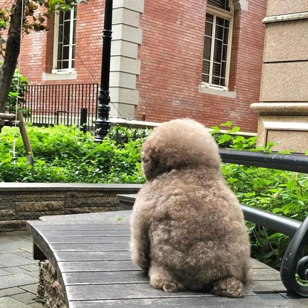 贵宾犬靠寂寞背影照爆红网友爆笑本以为是咖妃原来是影后