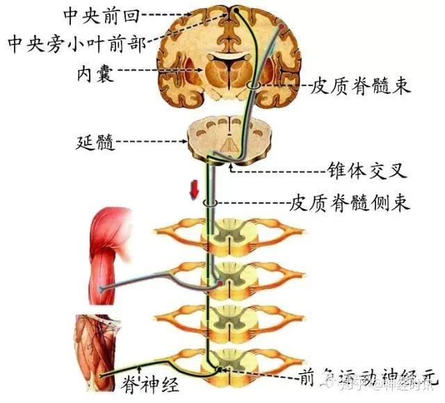 核上瘫与核下瘫:(二)锥体外系:觉得好看有用记得点赞【也可以评论发表