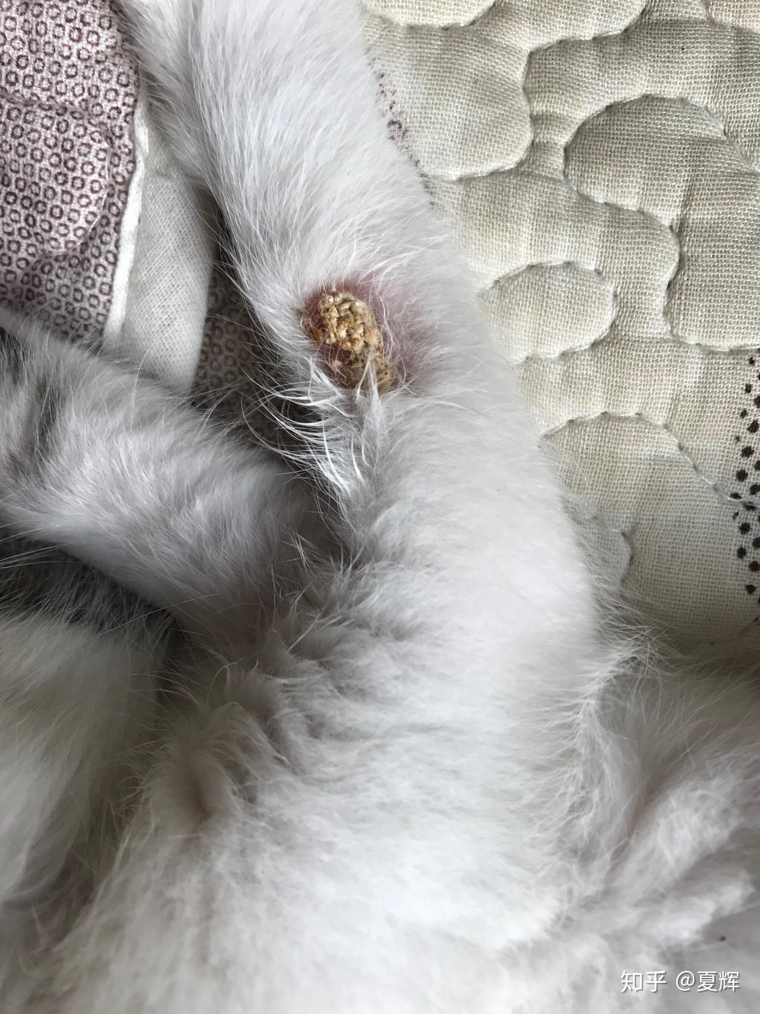 猫癣长什么样子的