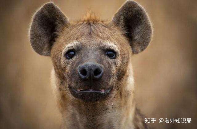 斑点鬣狗在笑什么到底有什么好笑的