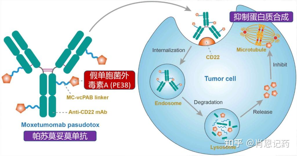 记住所有FDA生物药 靶向CD22 ADC 贝博萨奥加伊妥珠单抗moxetumomab pasudotox 知乎