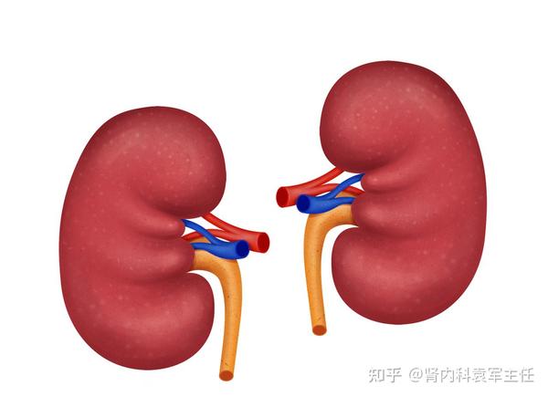 中西医口中的“肾虚”到底是什么？主要体现症状你又知道多少？ - 知乎