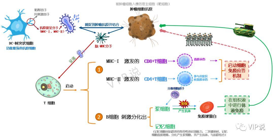 免疫调节示意图图片