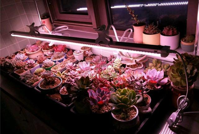 冬季正确使用植物补光灯 才是多肉植物的人工 小太阳 知乎 冬季正确使用植物补光灯 才是多肉植物的人工 小太阳 知乎