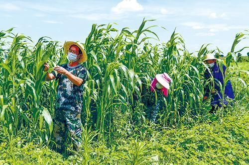 三农究竟指的是什么？三农是指哪三农？ - 知乎