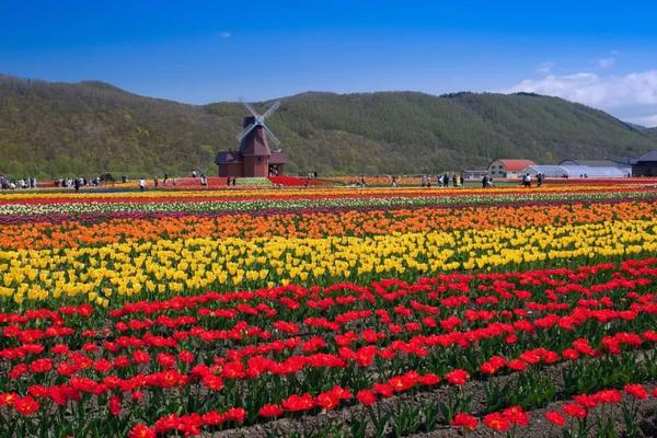 为什么今年春天 大家都跑去了北海道 知乎