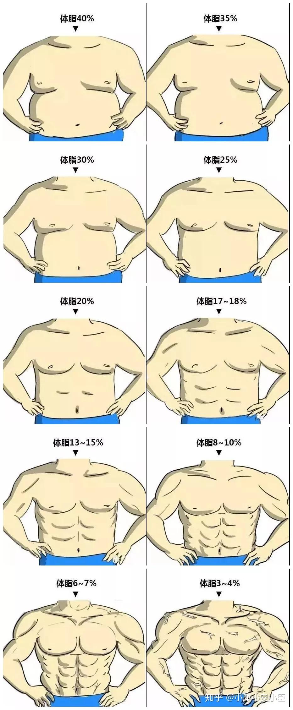 体脂率对应身材图片图片