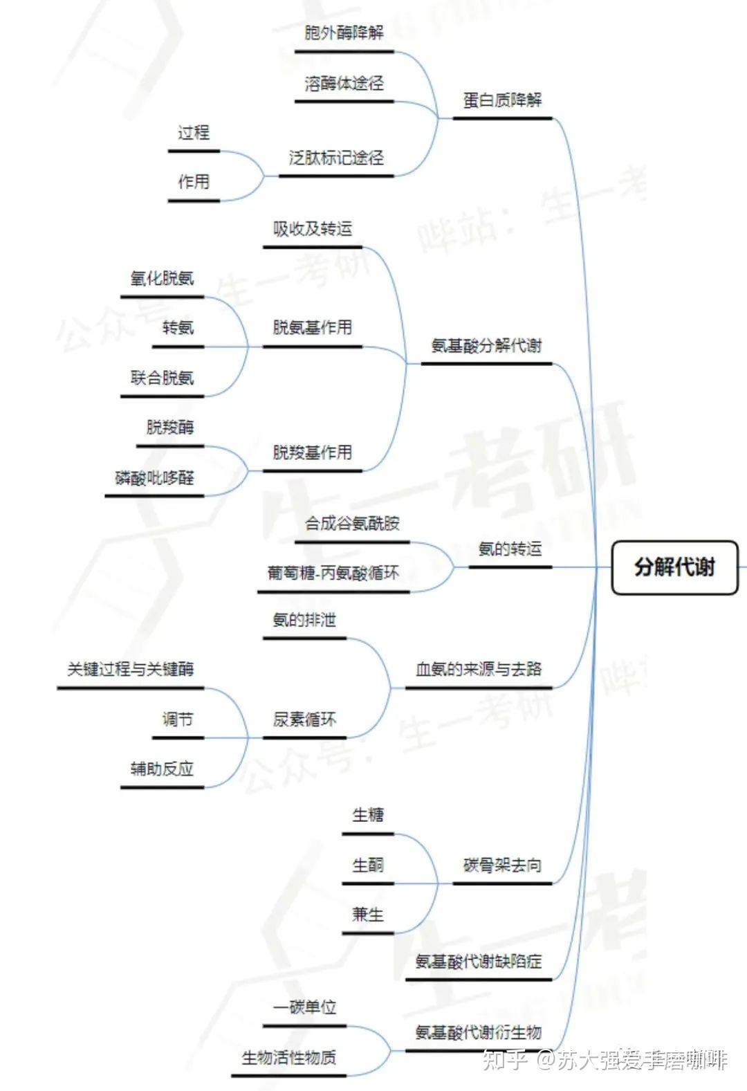 必需氨基酸思维导图图片