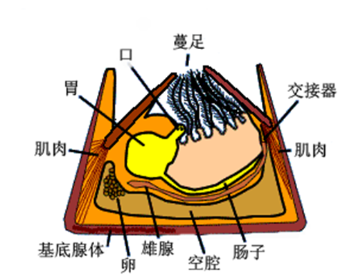 蔓足纲之所以得名,就因为它们的胸肢是卷曲的,与藤蔓类似.