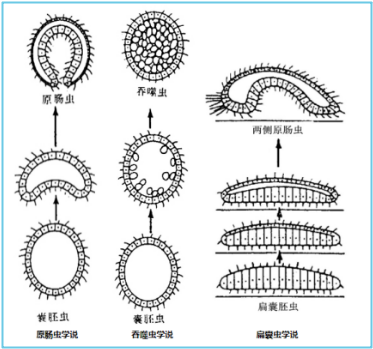 这才是科普 消化系统的十件事 每日头条