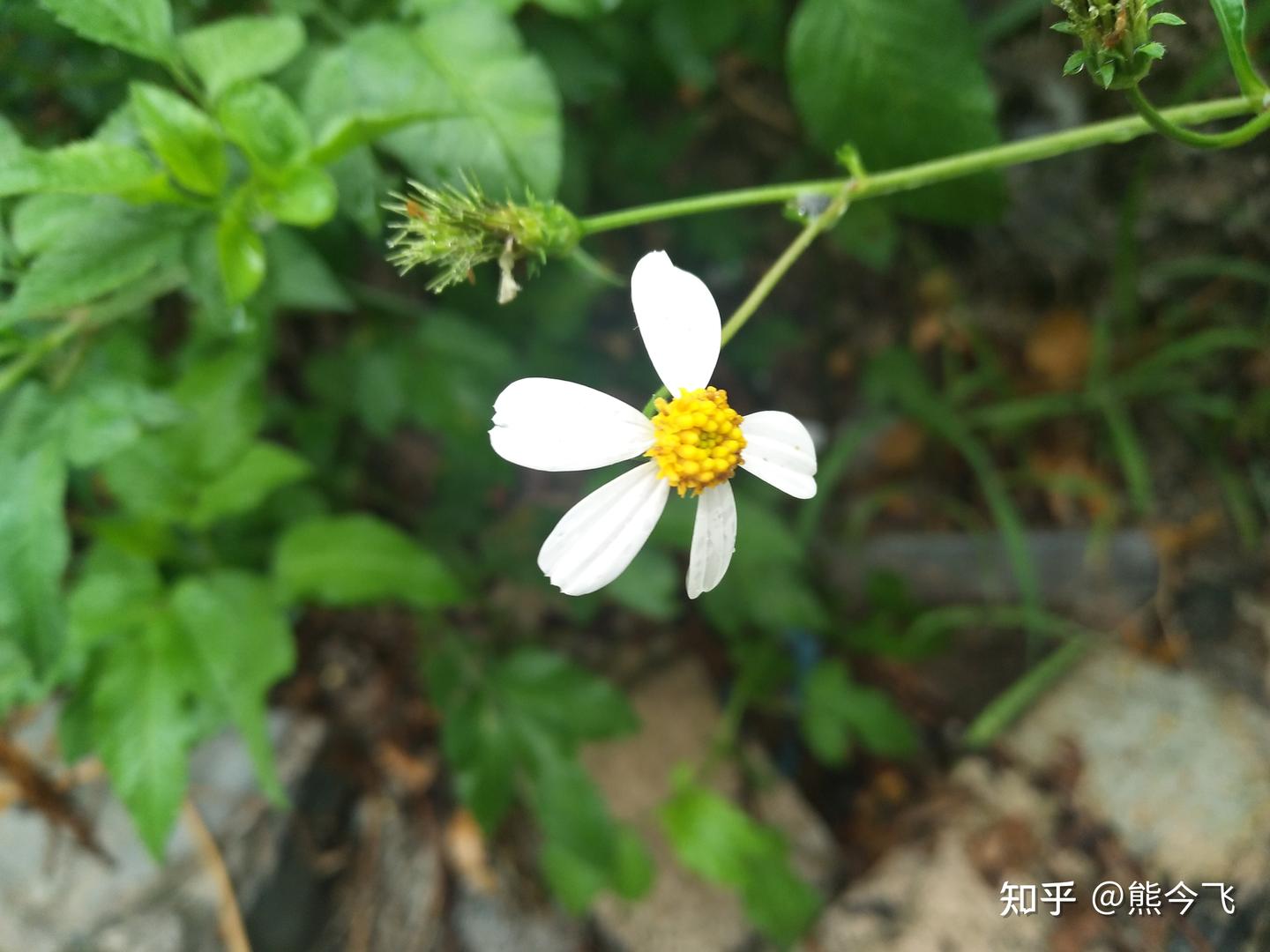 待到来年花开时 - 知乎
