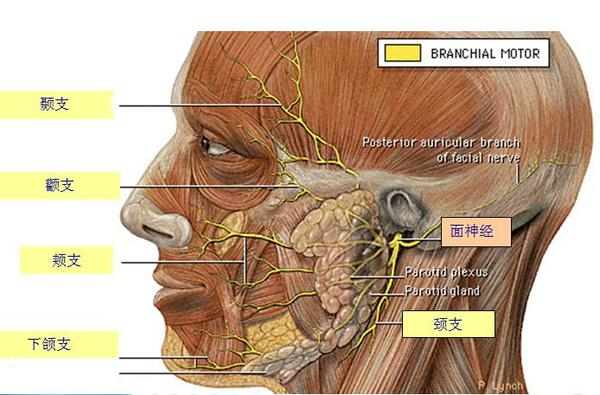 面神经炎多见于成年人,男性多于女性,多为一侧性茎乳孔,面神经管内