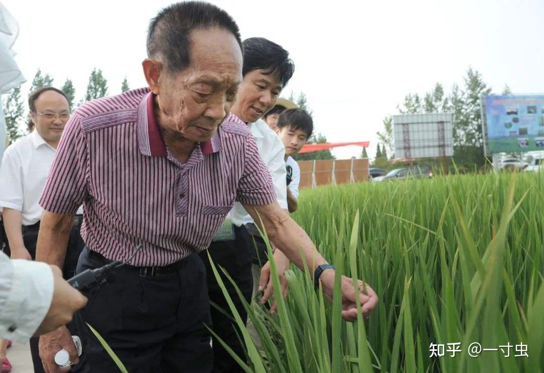 砥礪前行的糧食英雄培養雜交水稻有多難每年可多養8000萬國人