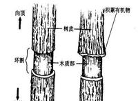 对节白蜡是否是盆景之王