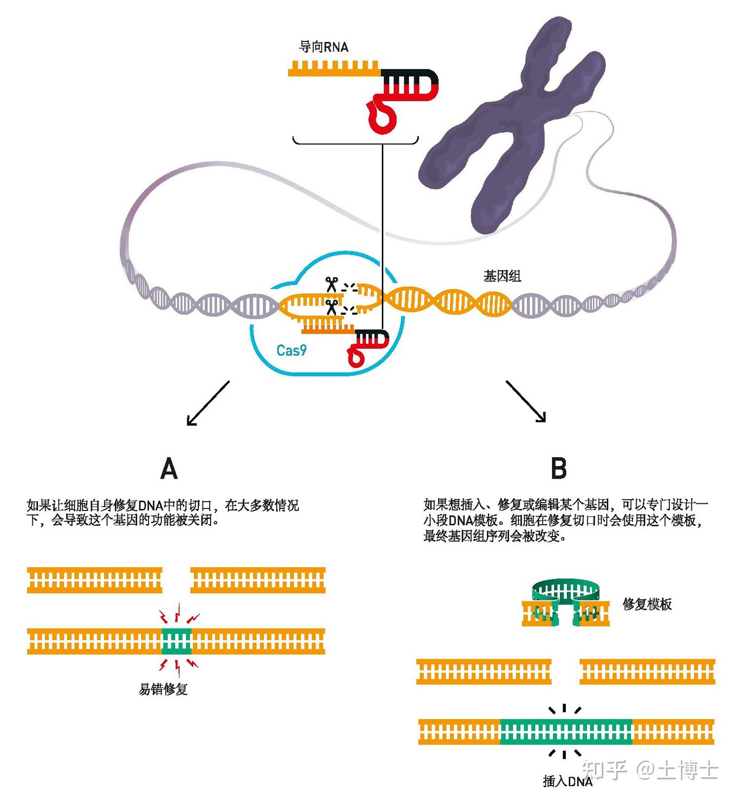 新闻发布：2020年诺贝尔化学奖（基因组编辑方法）