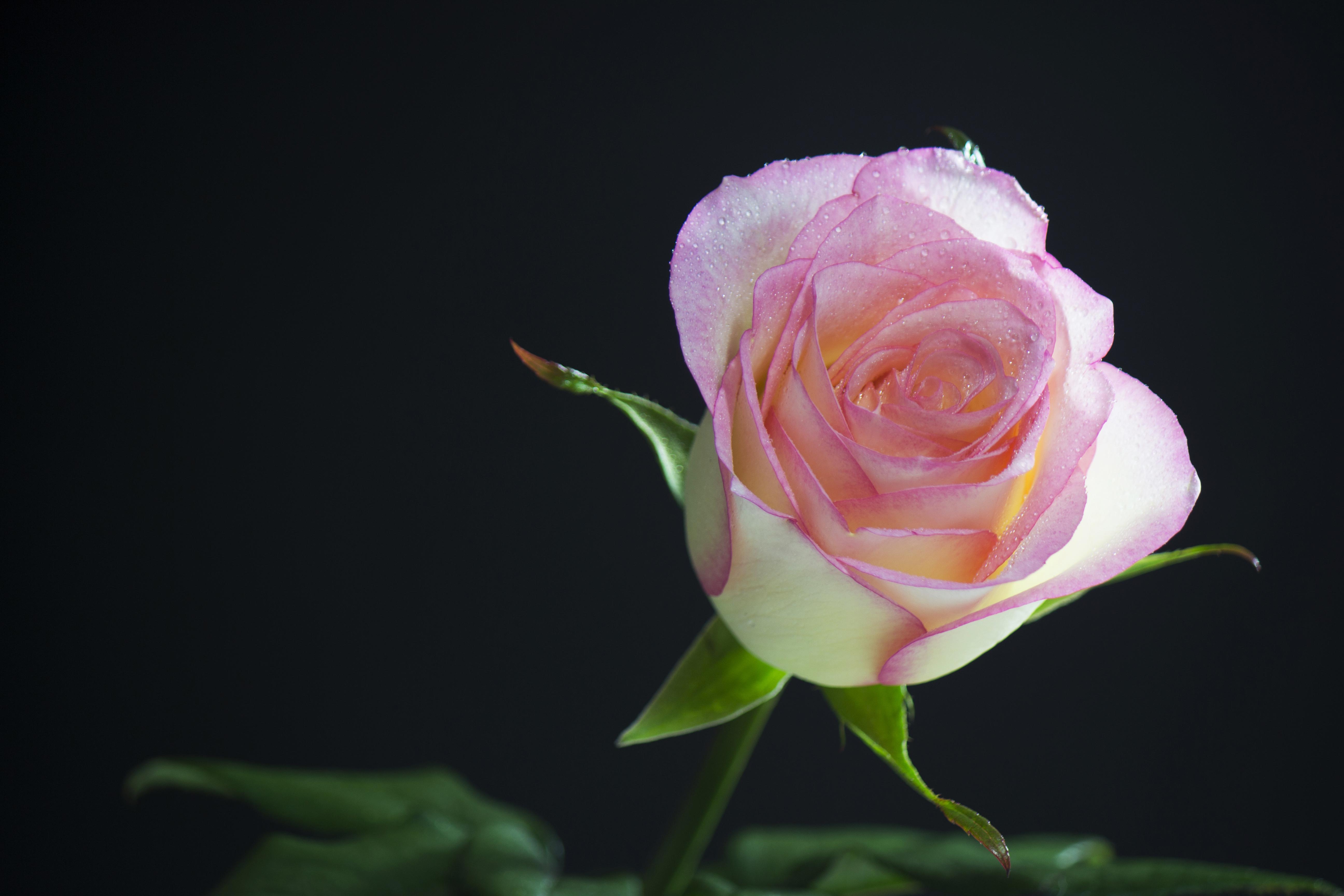 红袖花头大枝条直且粗壮花期长耐运输在花艺设计中也是一款常用花http