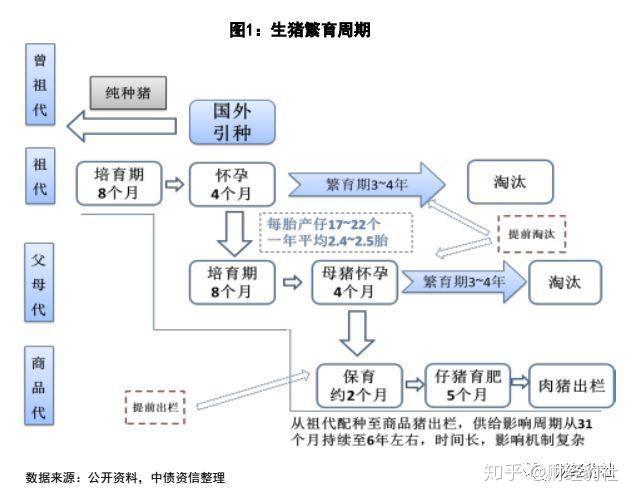 猪周期框架梳理