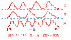 【收藏】中医28部脉象动态图解 - 知乎