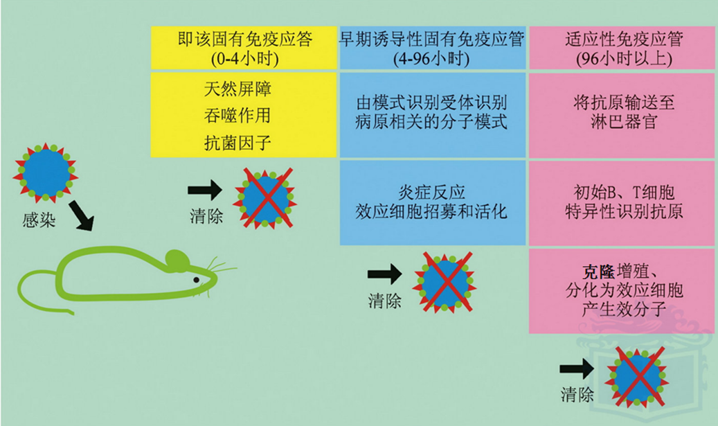 1)天然被动免疫:通过自然过程,如母体经胎盘和初乳转输给胎儿或婴儿