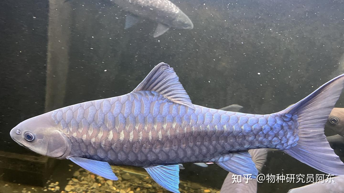 红黄蓝齐活了?吉罗鱼大盘点Cyprinidae(结鱼属) - 知乎