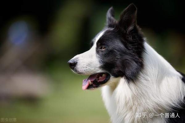 智商代表 边牧犬的5个冷知识 很多人都不了解 知乎