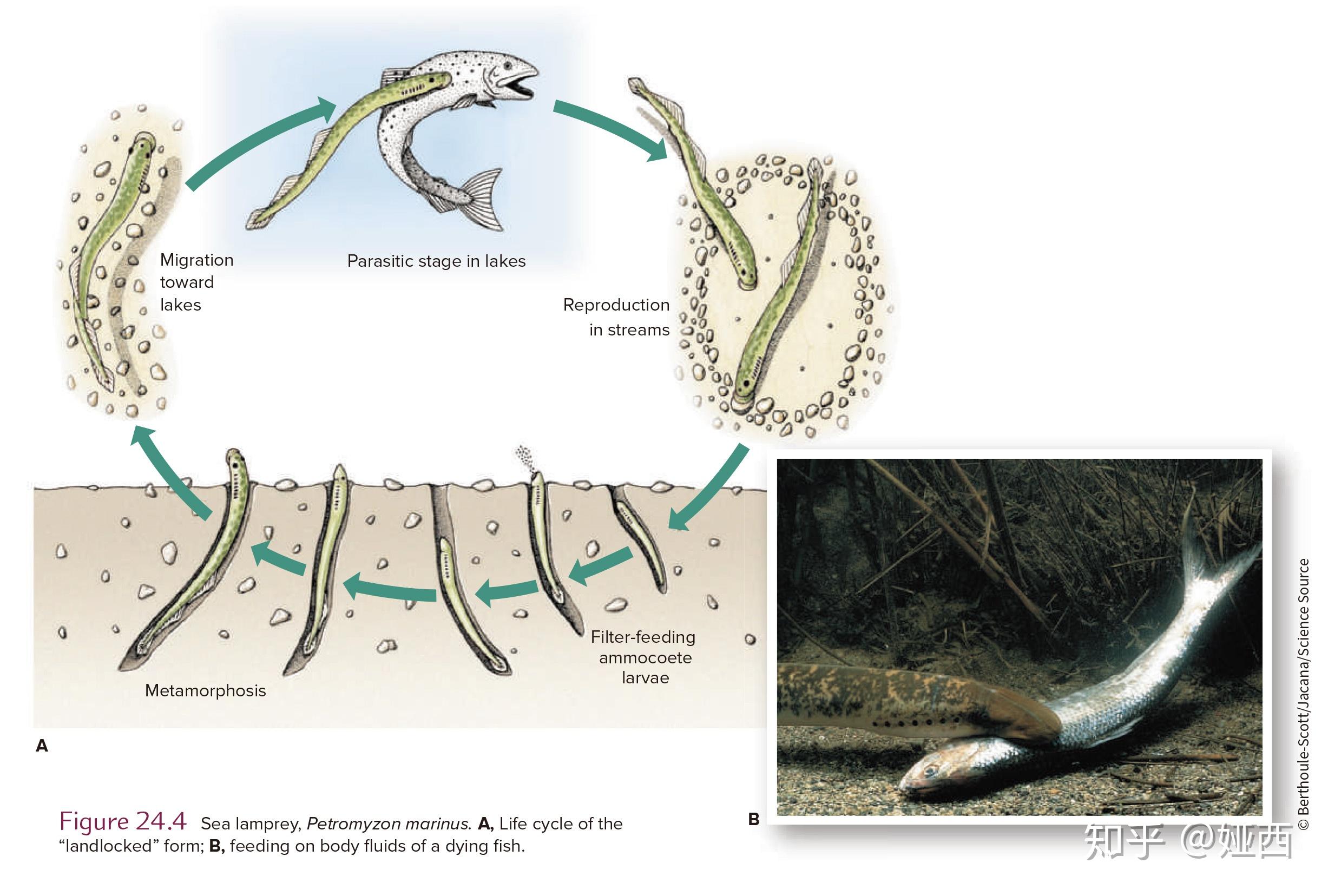 七鳃鳗和盲鳗图片