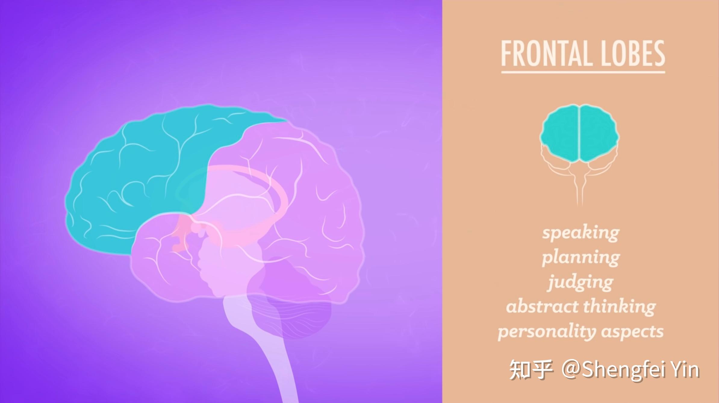 Know Your Brain Crash Course Psychology 4 知乎