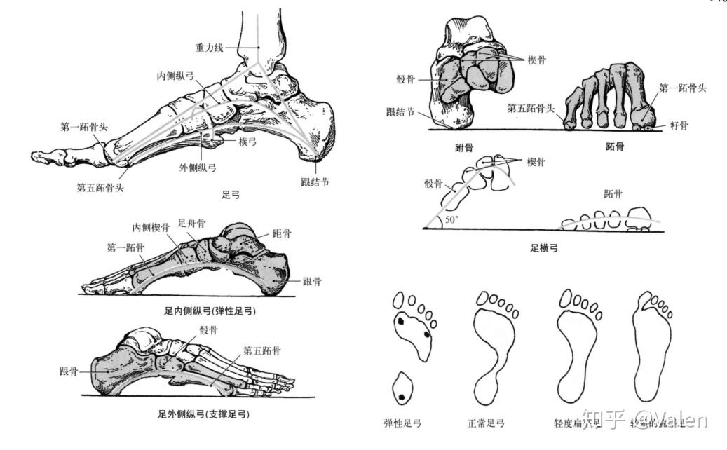 圖片來源於《運動解剖學圖譜》自下而上,由於距骨與小腿的骨頭(脛骨和