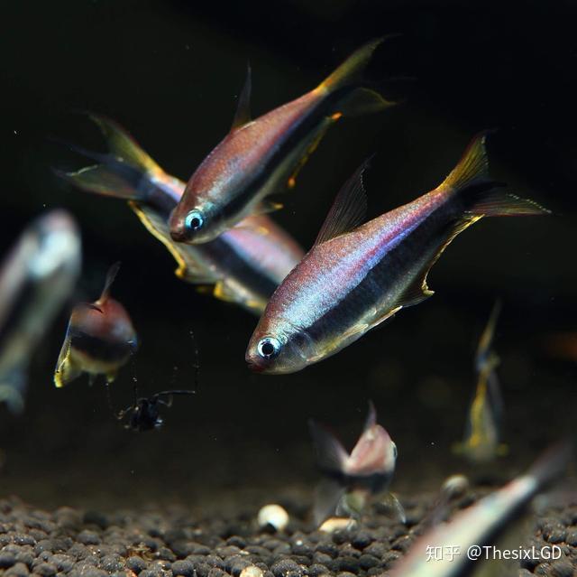 【草缸从零开始】水草生态造景缸中常用的观赏鱼虾螺