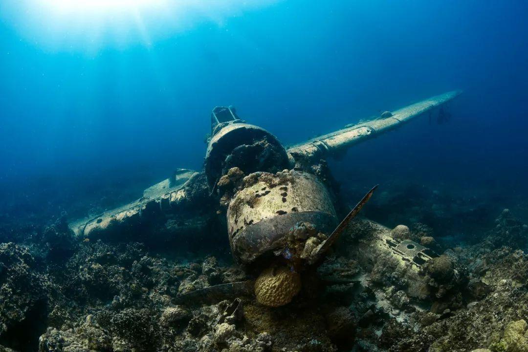 被低估的魚,自創借力取食法,比大多數魚都聰明 - 知乎