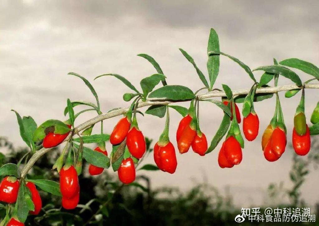 养生界“网红”枸杞 - 知乎