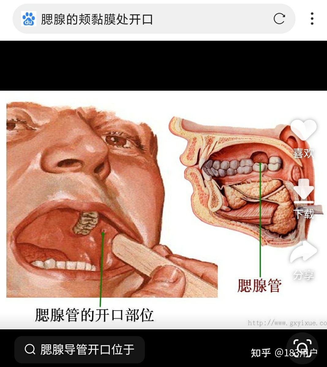腮腺的奇特开口处腮腺导管与侧卧疾病