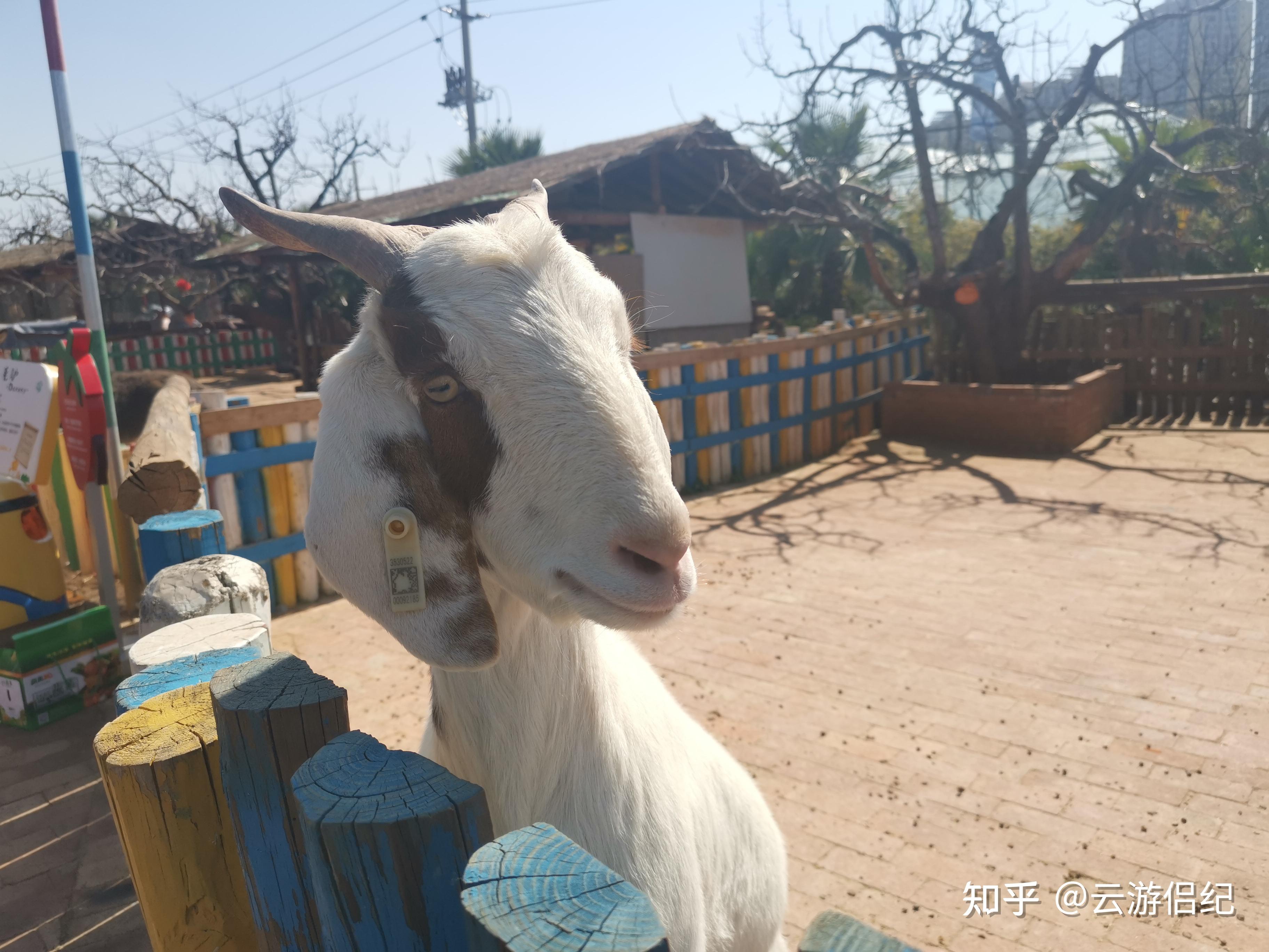 導航地址:偉誠農業草莓採摘基地 草多多森林牧場日常瑣碎清庫存也好