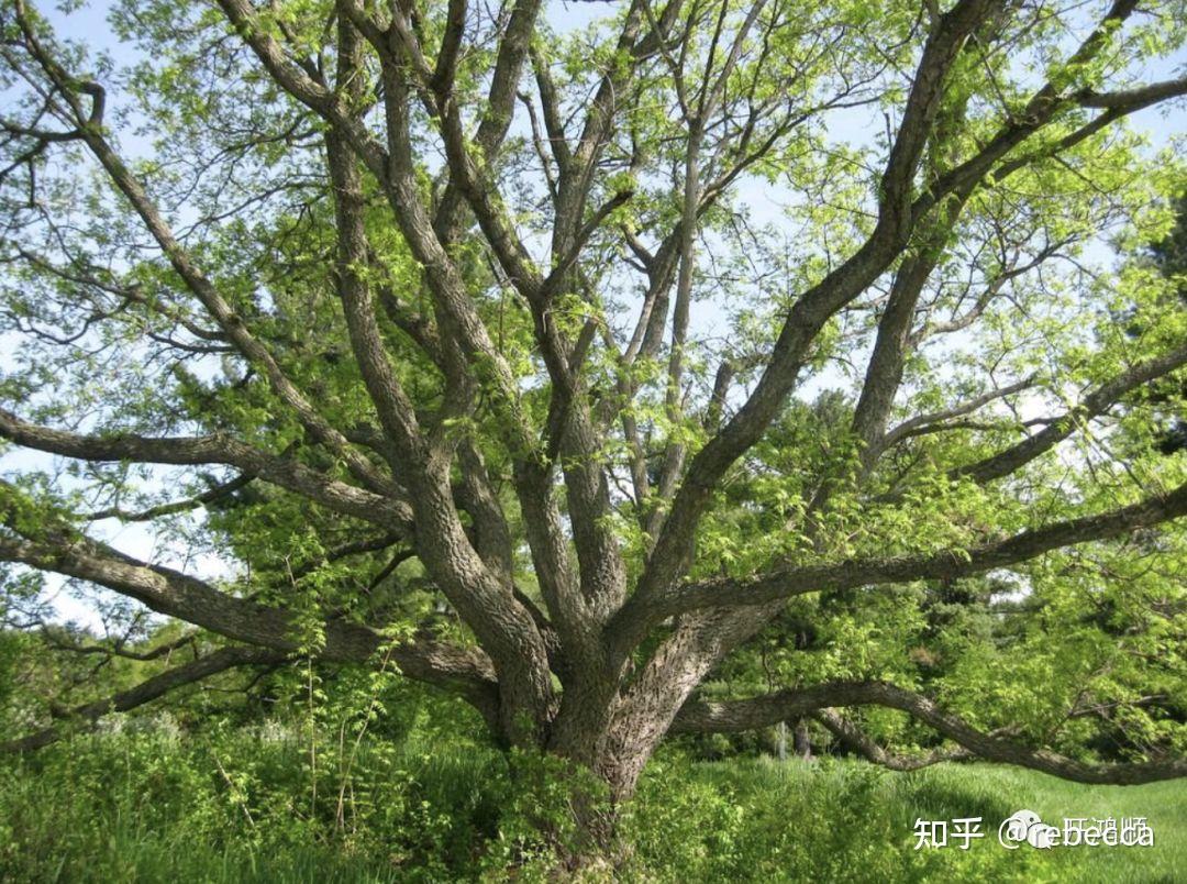 中华豪门—中医之木—黄檗木 - 知乎