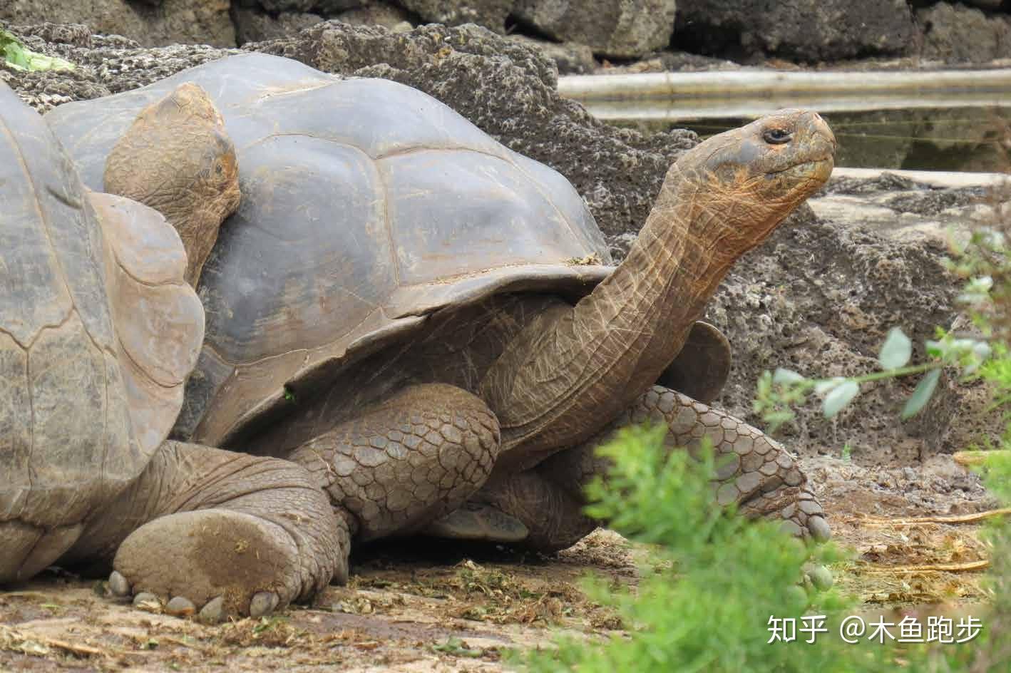 【字幕搬运】油管土豪up巨大庭院饲养世界最大乌龟——加拉帕戈斯象龟