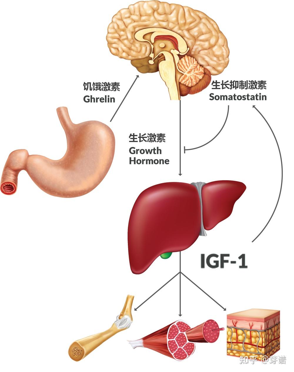 打生长激素,长生不老还是更短命? - 知乎