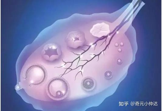 卵泡质量都与哪些因素有关呢? - 知乎